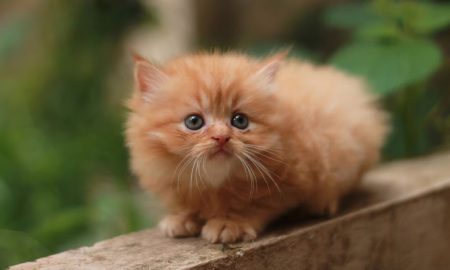 Kitten Persia, Jenis Kucing Rumahan yang Membutuhkan Perhatian Khusus