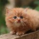 Kitten Persia, Jenis Kucing Rumahan yang Membutuhkan Perhatian Khusus