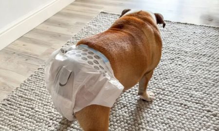 Tips Menjaga Kebersihan Rumah Saat Anjing Menstruasi. Foto: VRITIMES.com