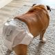 Tips Menjaga Kebersihan Rumah Saat Anjing Menstruasi. Foto: VRITIMES.com