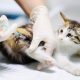 Panduan Makanan Kucing Setelah Vaksinasi. Foto: VRITIMES.com