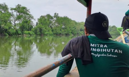 Upaya LindungiHutan Rehabilitasi Mangrove di Kota Pesisir