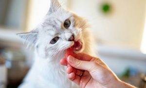 Ilustrasi Makanan Kucing (Sumber : VRITIMES.com)