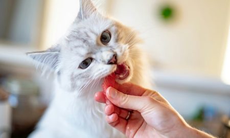 Ilustrasi Makanan Kucing (Sumber : VRITIMES.com)
