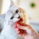 Ilustrasi Makanan Kucing (Sumber : VRITIMES.com)