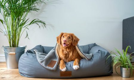 Persiapan Adopsi Anjing di Rumah untuk Pemula