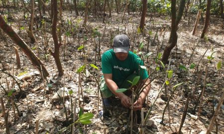 Warga Wonorejo Bangkitkan Ekonomi Lewat Rehabilitasi Mangrove Bersama LindungiHutan (Sumber : VRITIMES.com)