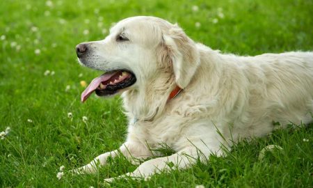 5 Ras Anjing Yang Cocok untuk Jadi Peliharaan (Sumber: VRITIMES.com)