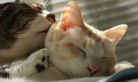 Ilustrasi Berita (sumber: VRITIMES.com)