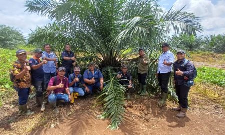 Holding Perkebunan Nusantara melalui PTPN IV. Sumber : VRITIMES.com