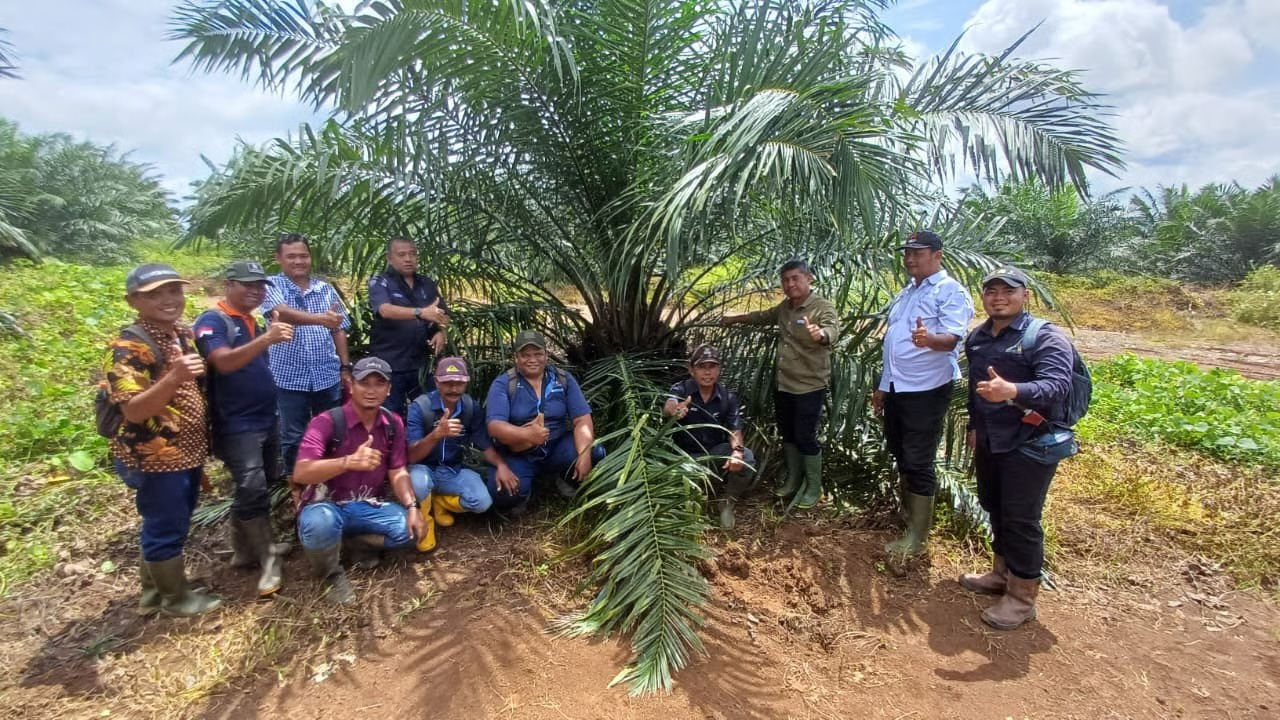 Holding Perkebunan Nusantara melalui PTPN IV. Sumber : VRITIMES.com