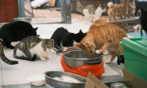 5 Kelebihan Adopsi Kucing Dari Shelter. sUMBER : vritimes.com