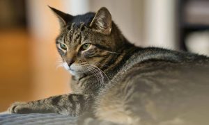 Mengenal Kucing Mujair, Kucing Lokal dengan Karakter Unik yang Banyak Disukai. sumber : vritimes.com