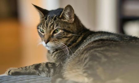 Mengenal Kucing Mujair, Kucing Lokal dengan Karakter Unik yang Banyak Disukai. sumber : vritimes.com