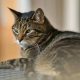 Mengenal Kucing Mujair, Kucing Lokal dengan Karakter Unik yang Banyak Disukai. sumber : vritimes.com