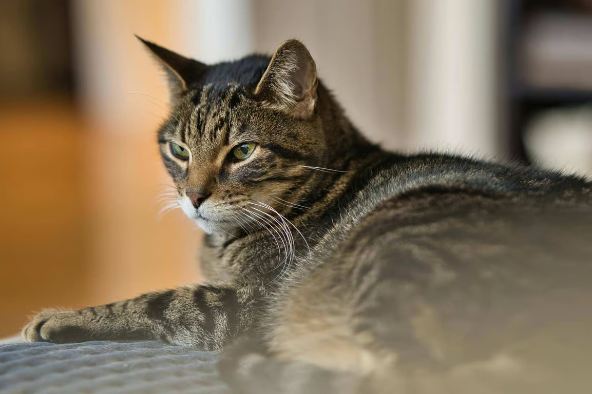 Mengenal Kucing Mujair, Kucing Lokal dengan Karakter Unik yang Banyak Disukai. sumber : vritimes.com