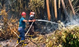 Antisipasi Karhutla, Holding perkebunan Nusantara melalui PTPN IV PalmCo Perkuat Deteksi Dini dan Patroli di Sumatera-Kalimantan. SUMBER : VRITIMES.COM