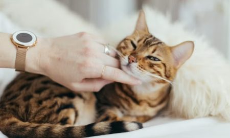 Kandungan Obat Jamur Kucing yang Penting Diperhatikan. sumber : vritimes.com