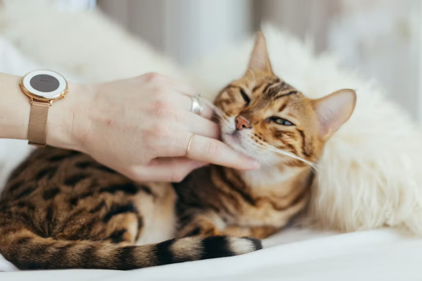 Kandungan Obat Jamur Kucing yang Penting Diperhatikan. sumber : vritimes.com